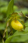 Yellow lady's slipper